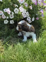 Jerry AKC Imperial , a male Shih Tzu for sale in Buffalo, NY – 3 of 3