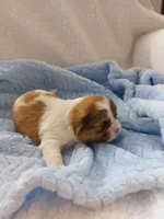 Gonzo, a male Shih Tzu for sale in Buffalo, NY – Photo 2 of 2