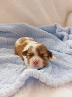 Gonzo, a male Shih Tzu for sale in Buffalo, NY – Photo 1 of 2