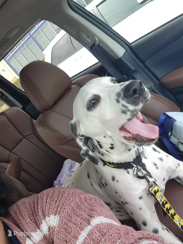 Gregory  – Dalmatian puppy for sale in Killeen, TX