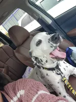Gregory , a male Dalmatian for sale in Killeen, TX – 1 of 2