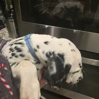 Avatar, a male Dalmatian for sale in Killeen, TX – 3 of 4