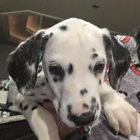 Avatar, a male Dalmatian for sale in Killeen, TX – 4 of 4