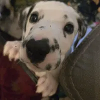 Avatar, a male Dalmatian for sale in Killeen, TX – 2 of 4