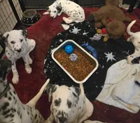 Avatar, a male Dalmatian for sale in Killeen, TX – Photo 1 of 2