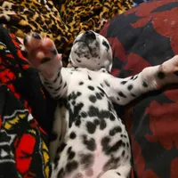Avatar, a male Dalmatian for sale in Killeen, TX – 1 of 4