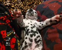 Avatar, a male Dalmatian for sale in Killeen, TX – Photo 2 of 2