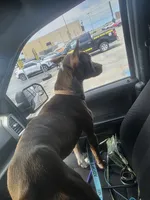 Coco, a female American Pit Bull Terrier for sale in Fort Hood, TX – 1 of 4