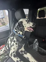 Avatar, a male Dalmatian for sale in Fort Hood, TX – 6 of 6