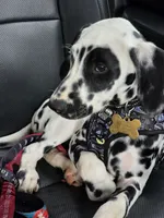 Avatar, a male Dalmatian for sale in Fort Hood, TX – 3 of 6