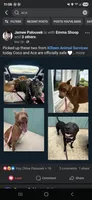 Coco, a female American Pit Bull Terrier for sale in Fort Hood, TX – 3 of 4