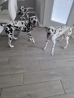 Avatar, a male Dalmatian for sale in Fort Hood, TX – 5 of 6