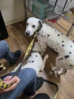Gregory , a male Dalmatian for sale in Killeen, TX – 2 of 2