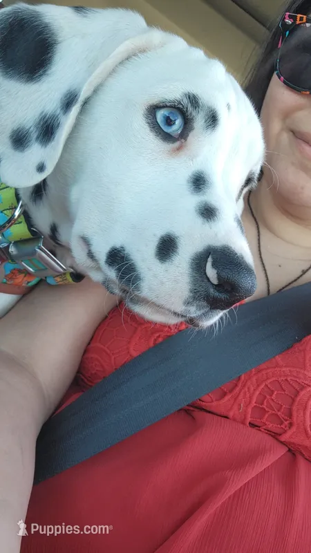 Stefan  – Dalmatian puppy for sale in Killeen, TX