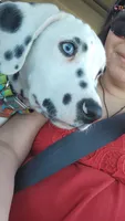 Stefan , a male Dalmatian for sale in Killeen, TX – 1 of 3