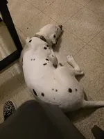 Stefan , a male Dalmatian for sale in Killeen, TX – 3 of 3