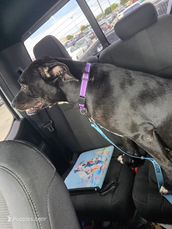 Ace – Labrador Retriever puppy for sale in Fort Hood, TX