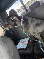 Ace, a male Labrador Retriever for sale in Fort Hood, TX – 1 of 3