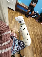 Stefan , a male Dalmatian for sale in Killeen, TX – 2 of 3