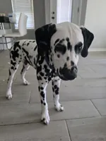 Avatar, a male Dalmatian for sale in Fort Hood, TX – 2 of 6