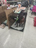 Coco, a female American Pit Bull Terrier for sale in Fort Hood, TX – 4 of 4