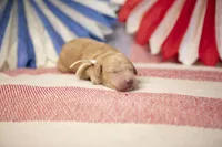 Cowboy, a male Goldendoodle for sale in Seffner, FL – 4 of 5