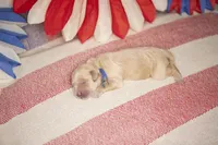 Ranger, a male Goldendoodle for sale in Seffner, FL – 2 of 5