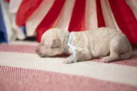 Liberty Bell, a female Goldendoodle for sale in Seffner, FL – 5 of 5