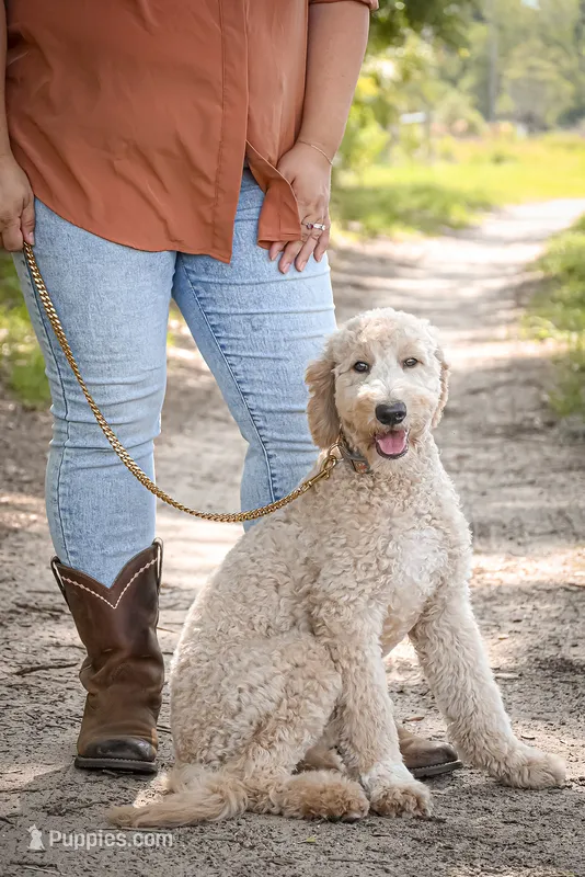 Moose – Goldendoodle puppy for sale in Seffner, FL