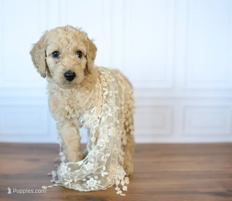 Ol' Glory – Goldendoodle puppy for sale in Seffner, FL