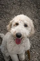 Charlie Brown, a male Goldendoodle for sale in Seffner, FL – 8 of 10