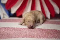 Captain America, a male Goldendoodle for sale in Seffner, FL – 5 of 5