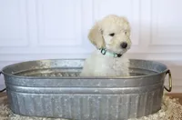 Liberty Bell, a female Goldendoodle for sale in Seffner, FL – 3 of 10