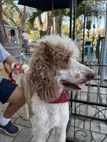 Jamie, a male Poodle - Standard  for sale in Seffner, FL – 4 of 4