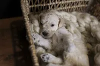Liberty Bell, a female Goldendoodle for sale in Seffner, FL – 6 of 10
