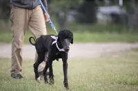 Skye, a female Poodle - Standard  for sale in Seffner, FL – 3 of 5