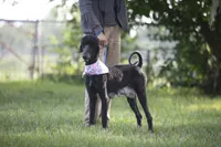 Skye, a female Poodle - Standard  for sale in Seffner, FL – 5 of 5