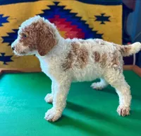 Bouncer, a male Poodle - Standard  for sale in Seffner, FL – 2 of 4