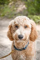 Cricket, a male Goldendoodle for sale in Seffner, FL – 4 of 8