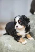 Cooper, a male Miniature Bernedoodle for sale in Seffner, FL – Photo 4 of 6