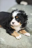 Cooper, a male Miniature Bernedoodle for sale in Seffner, FL – Photo 6 of 6