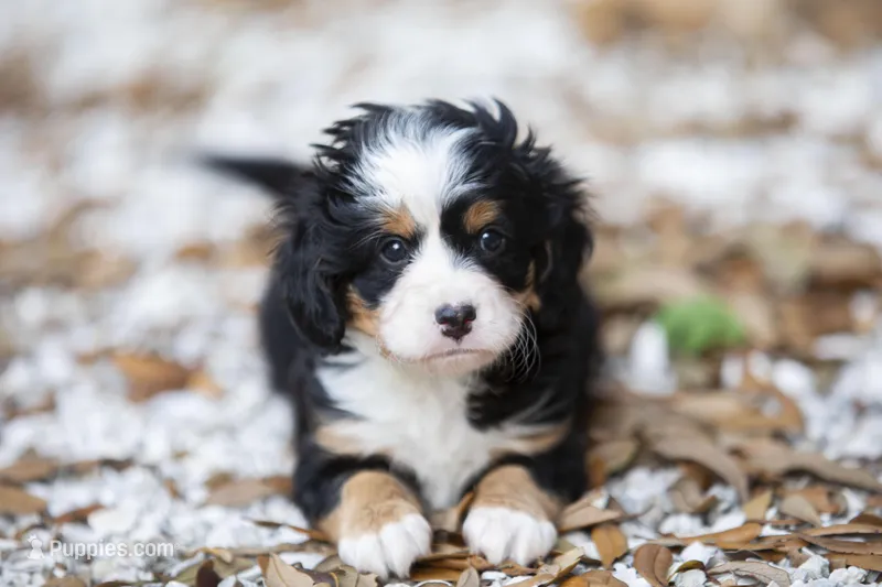 Cooper – Miniature Bernedoodle puppy for sale in Seffner, FL