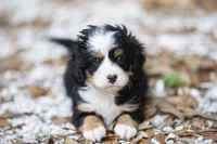 Cooper, a male Miniature Bernedoodle for sale in Seffner, FL – Photo 1 of 6