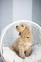 Shroder, a male Goldendoodle for sale in Seffner, FL – Photo 5 of 5