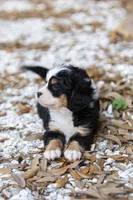 Cooper, a male Miniature Bernedoodle for sale in Seffner, FL – Photo 2 of 6