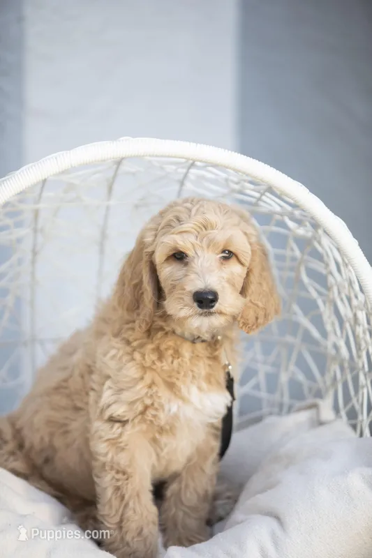 Shroder – Goldendoodle puppy for sale in Seffner, FL