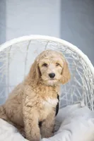 Shroder, a male Goldendoodle for sale in Seffner, FL – Photo 1 of 5