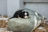 Cooper, a male Miniature Bernedoodle for sale in Seffner, FL – Photo 3 of 6
