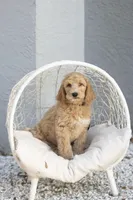 Shroder, a male Goldendoodle for sale in Seffner, FL – Photo 3 of 5