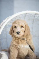 Shroder, a male Goldendoodle for sale in Seffner, FL – Photo 4 of 5
